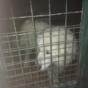 Nalezený pes – H. Cerekev