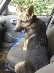 Nalezená fenka NO – vrácena majitelce