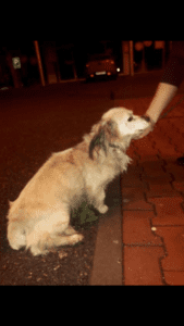 Ťapinka – nalezenec