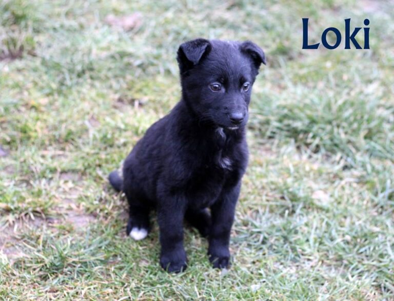 Loki