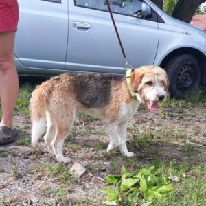 Badík – nalezenec