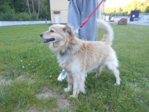 Nalezený pes – vrácen majiteli