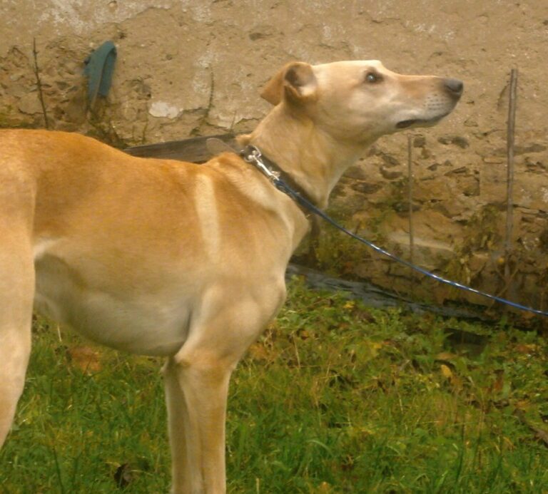 Vojtěch – nalezený