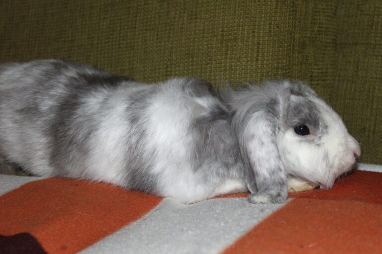 Lili