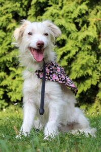 Šarlotka z Jezeřan