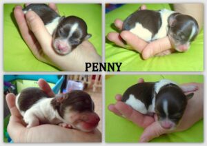 Penny