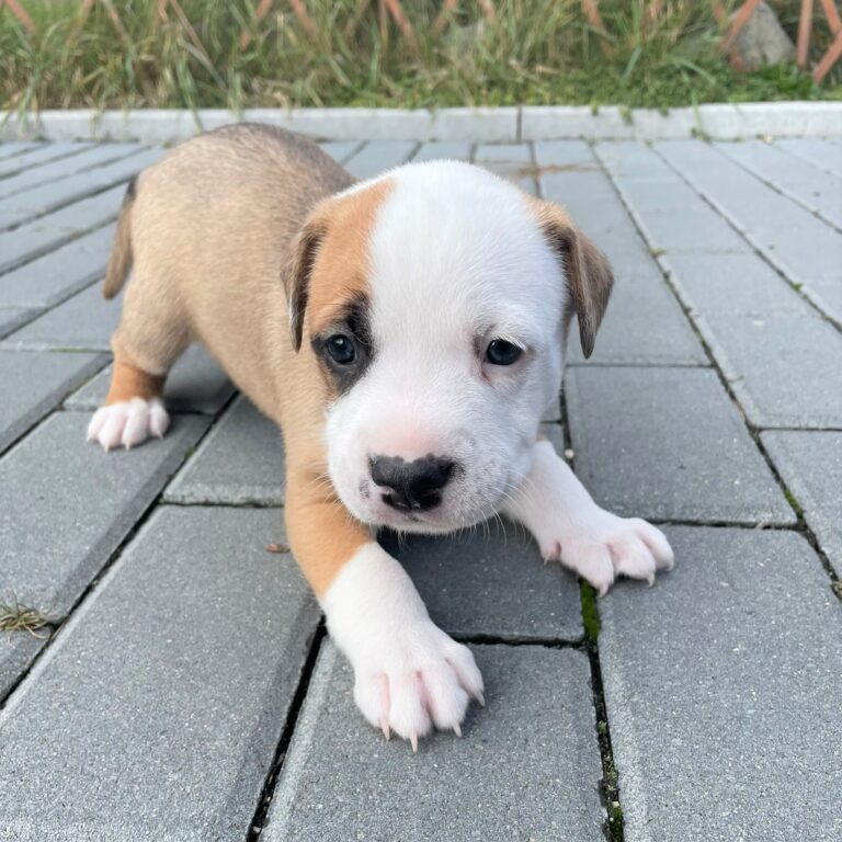 Darcy