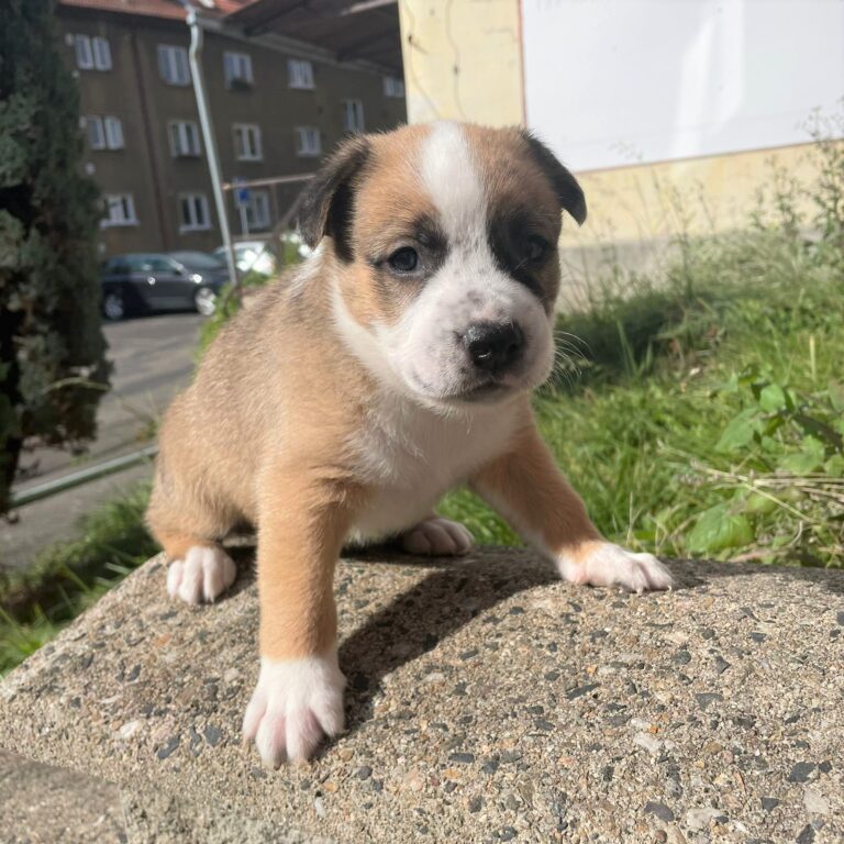 Darwin