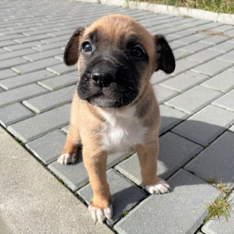 Dingo