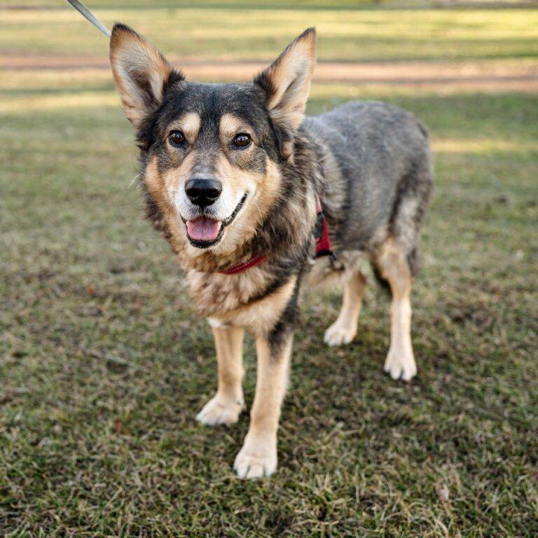 Archie