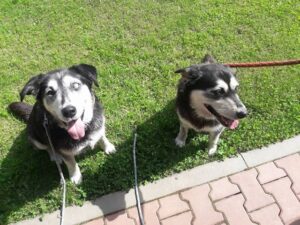 Nalezené feny – vráceny majitelce