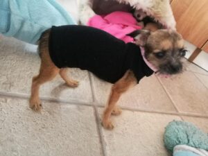 Mollienne z Kamenice n. L.