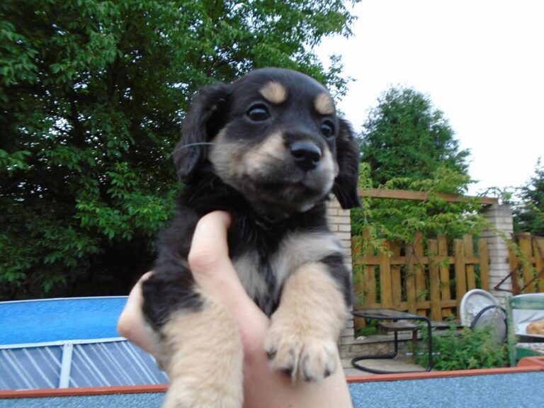 Stella