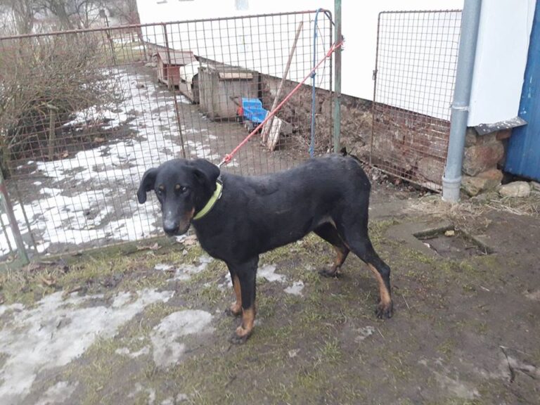 Nalezená beauceronka – vrácena majitelům