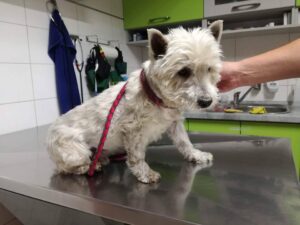 Nalezený westík – vrácen majitelce