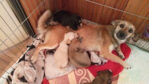 Se svými štěňátky