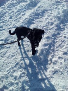 Nalezen pes kříženec ridgebacka a bulla