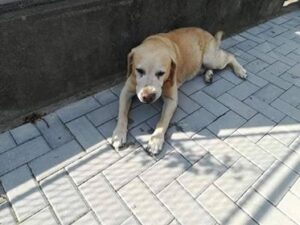 Odchycený pes – vrácen majiteli