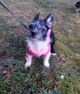 Sisi z Kamenice n. L.