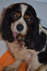 Lili z Kamenice n. L.