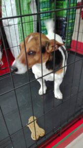 Nalezený JRT – vrácen majiteli