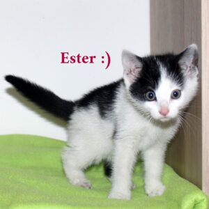 Ester