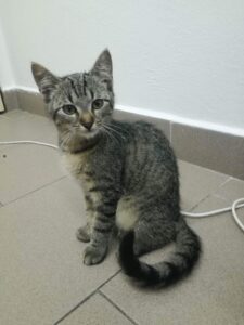 Nalezený kocourek – vrácen majiteli