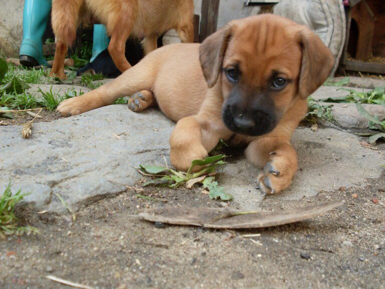 Mufinka – dcerka fenky Dady