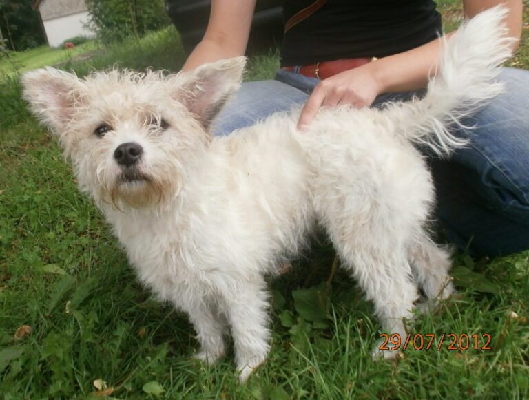 Maltička – nalezená