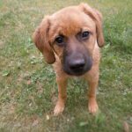 Amy u nás tříměsíční: