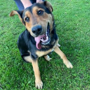 Odchycená fena – Útěchovice pod Stražištěm