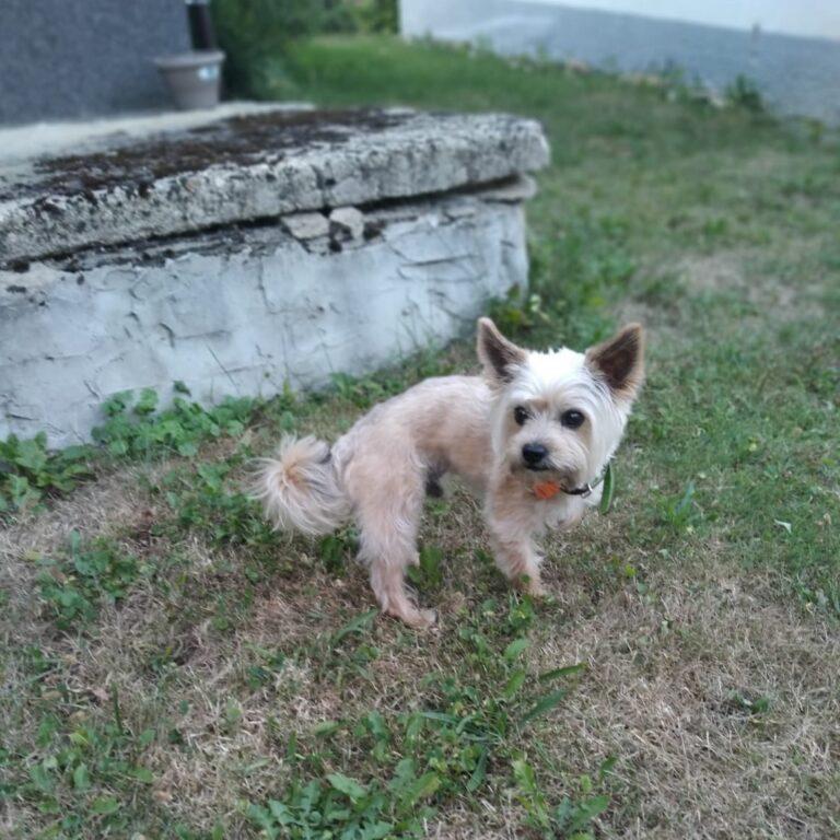 Atylla