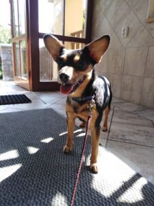 Jeffrey – nalezenec