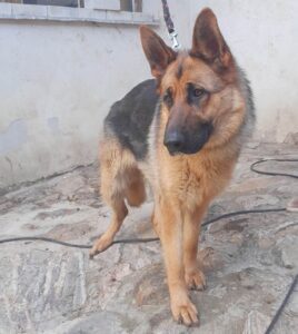 Nalezená fena – Kojčice