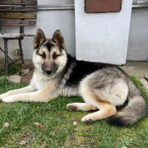 Nalezený pes – Lipnice nad Sázavou