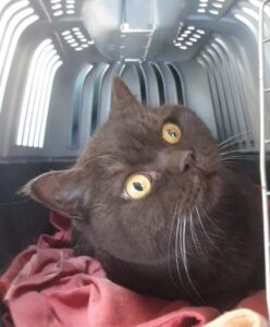 Nalezená kočka – Pelhřimov