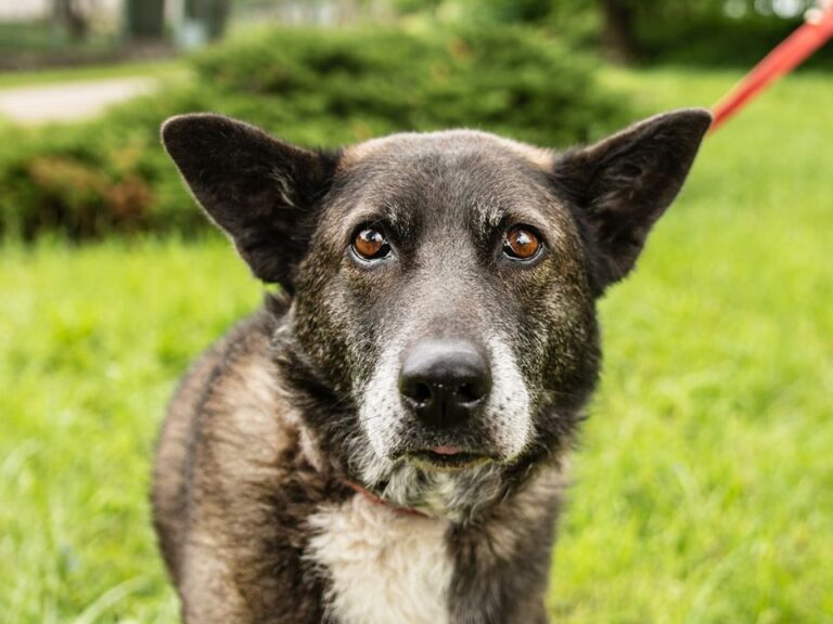 Poděkování – léčba Nely