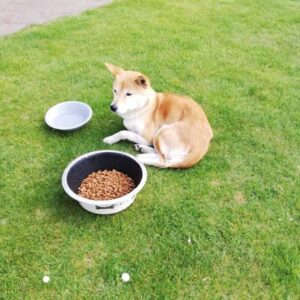 Odchycená fena – v Pelhřimově