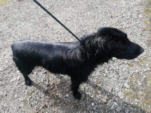 Odchycený pes – H. Cerekev