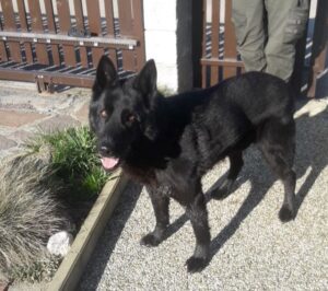 Odchycený pes – Vlásenice