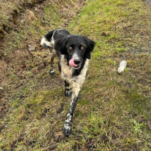 Nalezená fena – Dobrá Voda