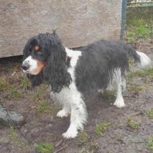 Nalezená fena – Pelhřimov