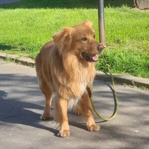 Nalezený pes – Pelhřimov