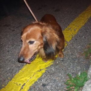 Odchycený pes – Pelhřimov