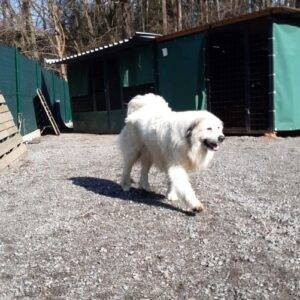 Nalezený pes – Pelhřimov