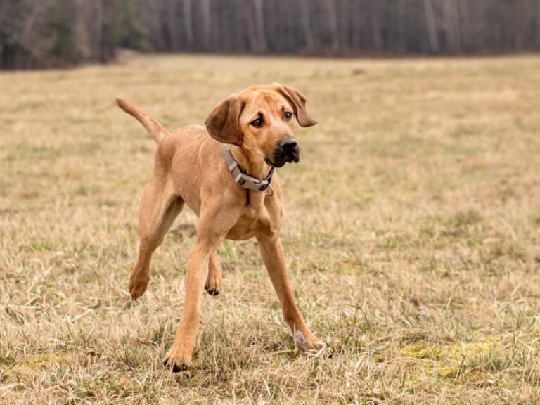 Poděkování – léčba Savie