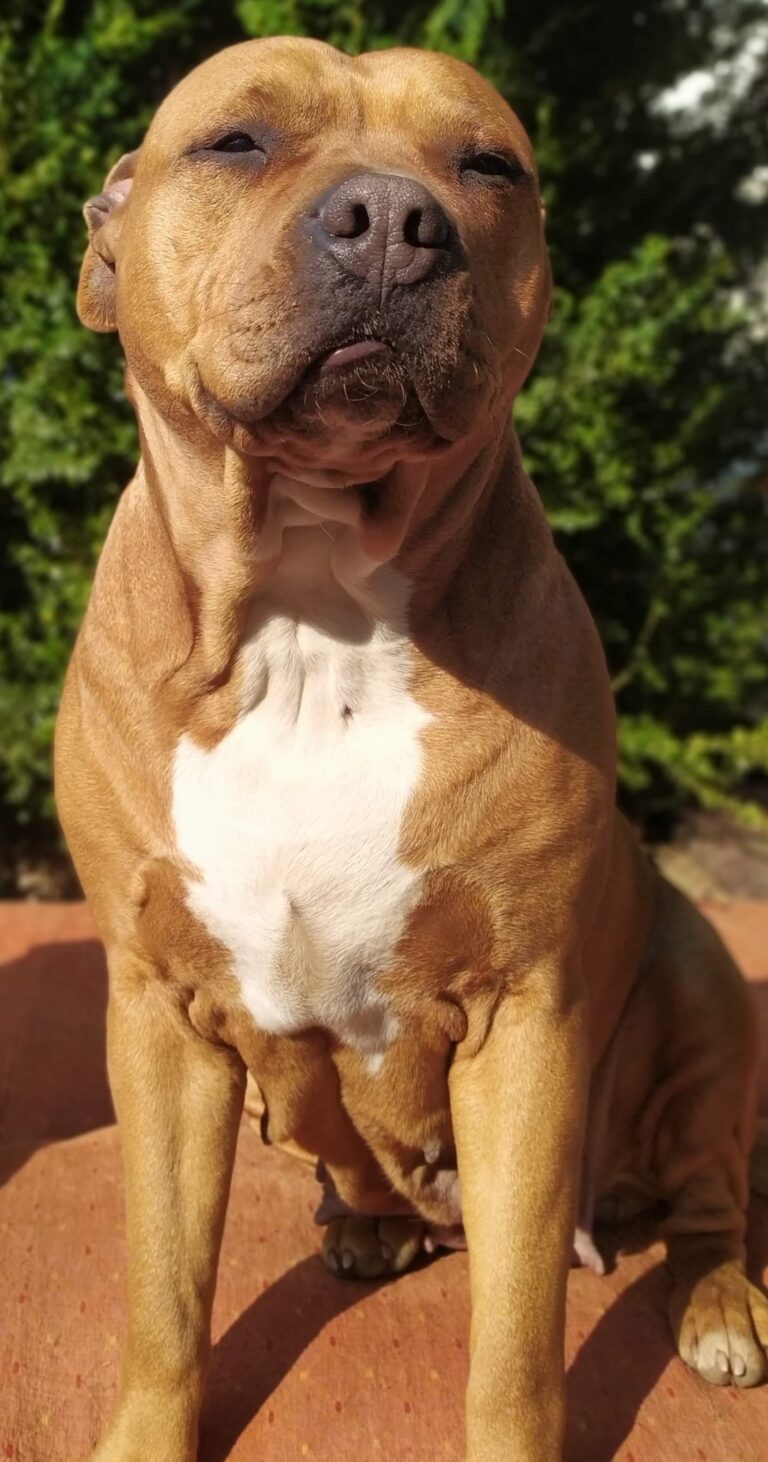 Sophia