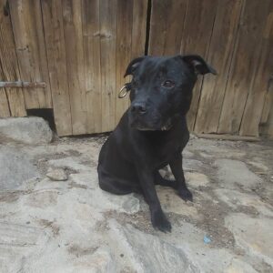 Nalezená fena – Staré Bříště