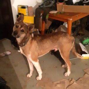 Nalezený pes – Ústrašín