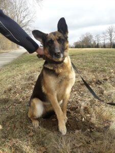 Nalezená fena – Krasíkovice